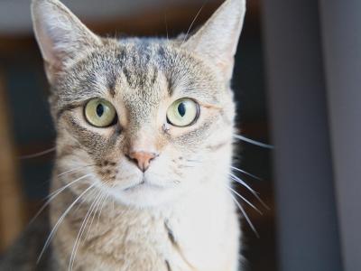 Wednesday Stare