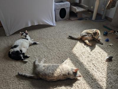 Cat Circle