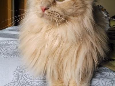 Simba