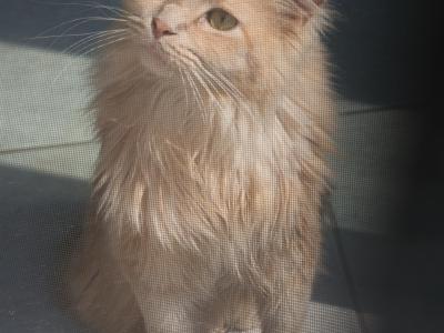 Simba